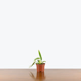 Philodendron Panduriforme — 4" Pot