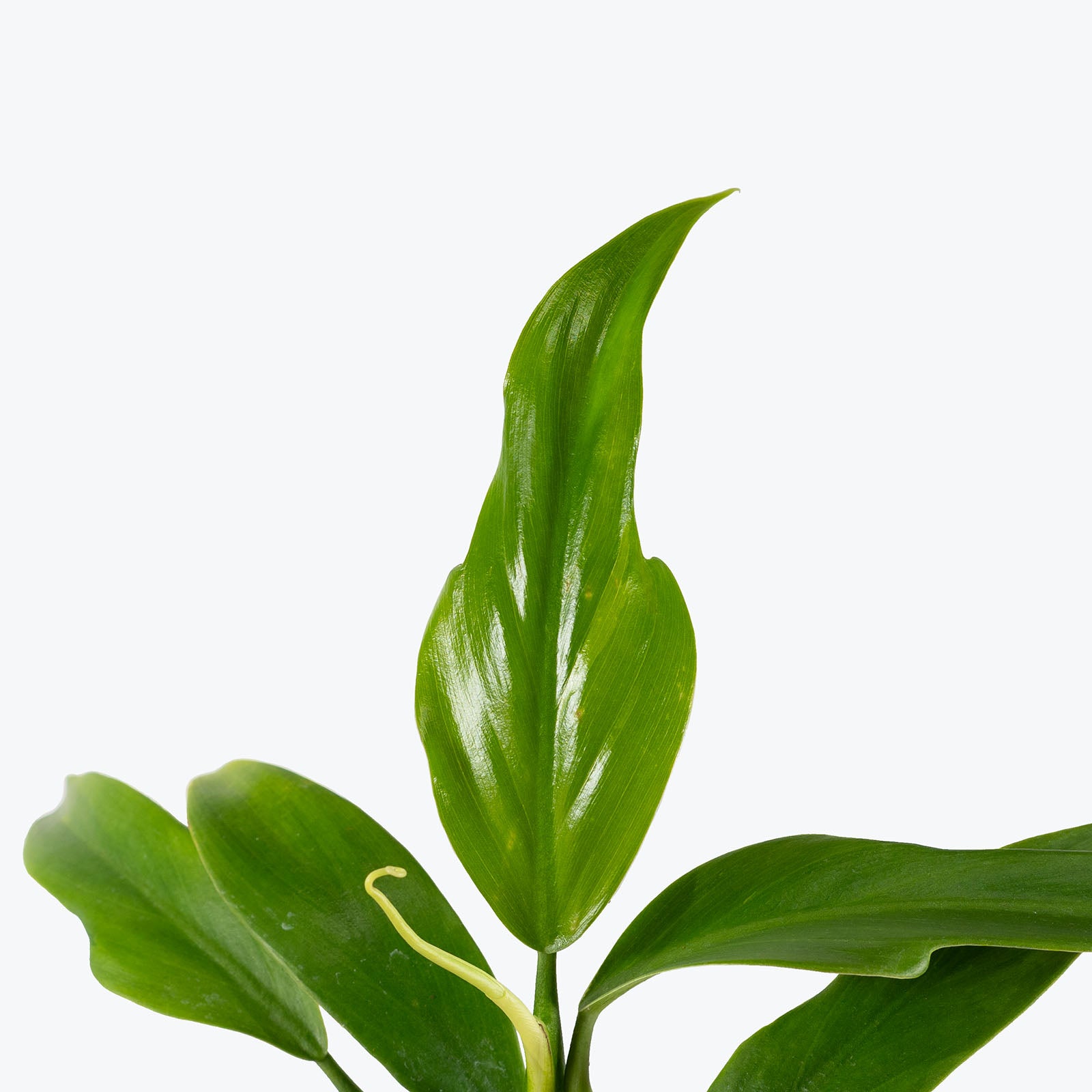 Philodendron Panduriforme | Care Guide and Pro Tips - Delivery from Toronto across Canada - JOMO Studio
