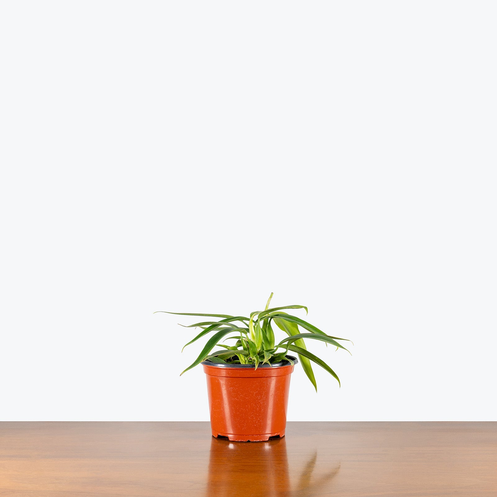Philodendron Panduriforme | Care Guide and Pro Tips - Delivery from Toronto across Canada - JOMO Studio