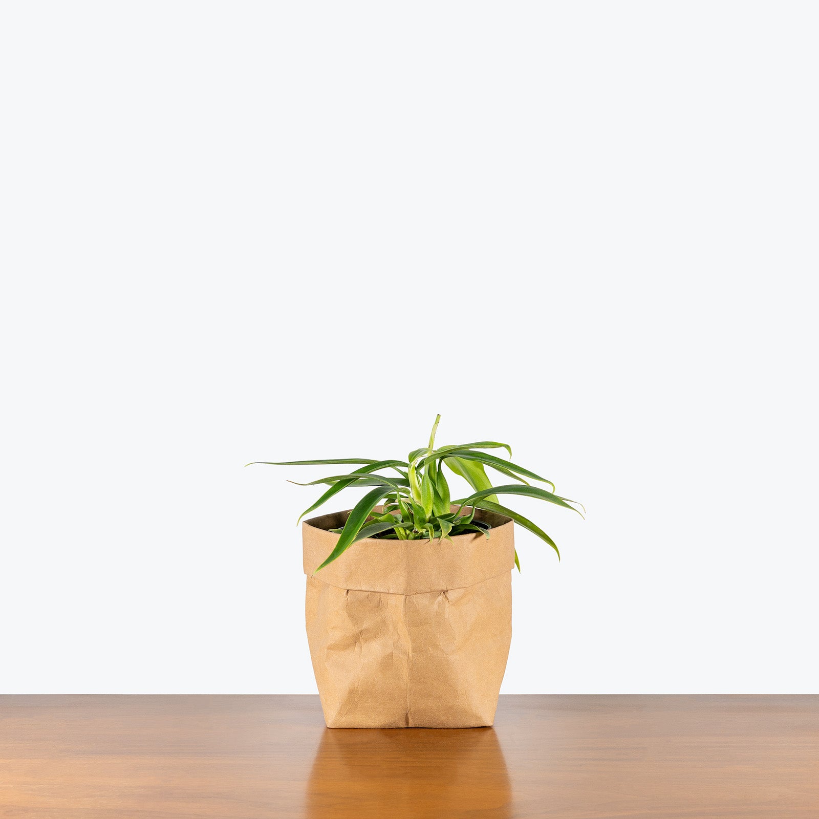 Philodendron Panduriforme | Care Guide and Pro Tips - Delivery from Toronto across Canada - JOMO Studio