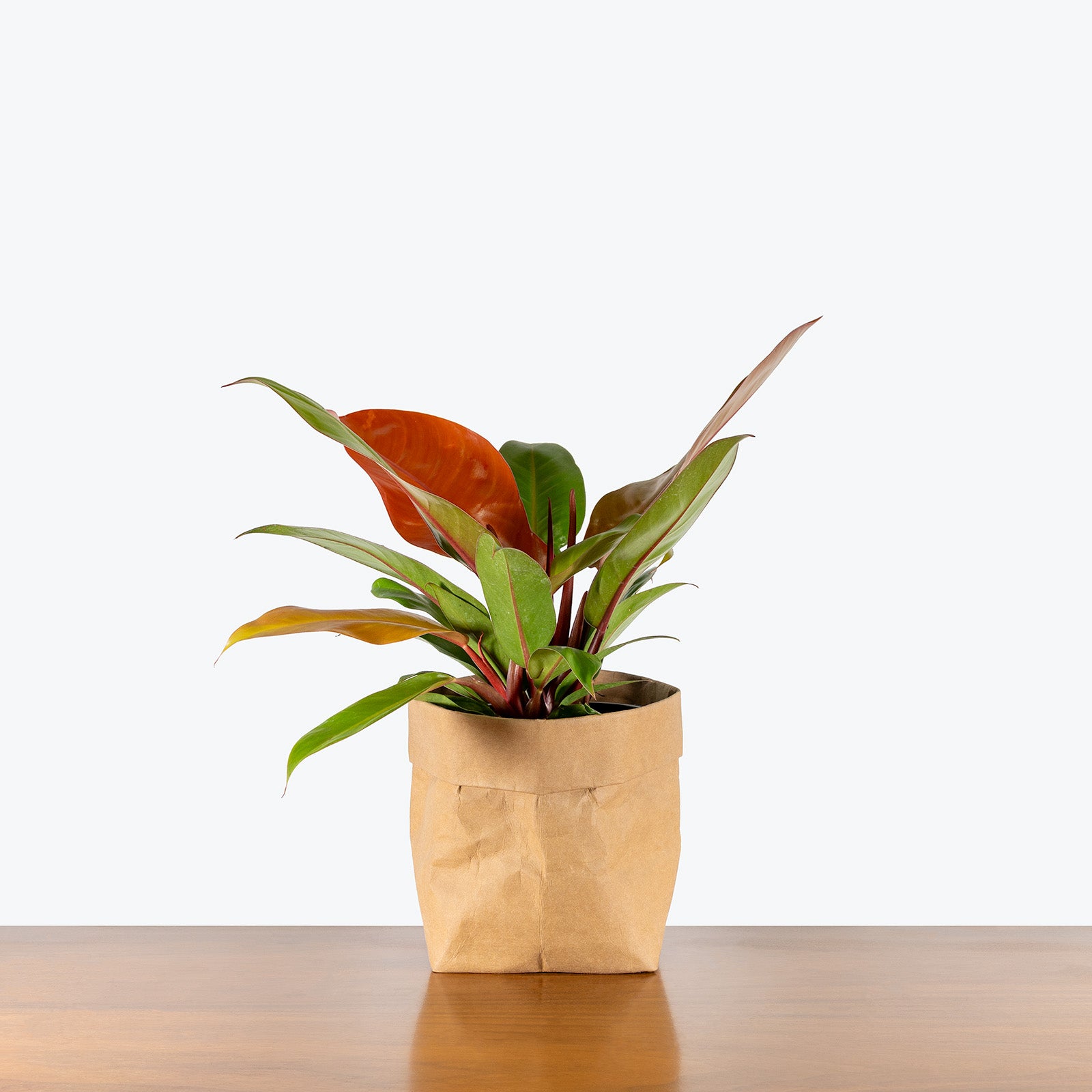 Philodendron Prince of Orange | Care Guide and Pro Tips - Delivery from Toronto across Canada - JOMO Studio