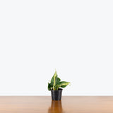 Philodendron Rio — 4" Pot