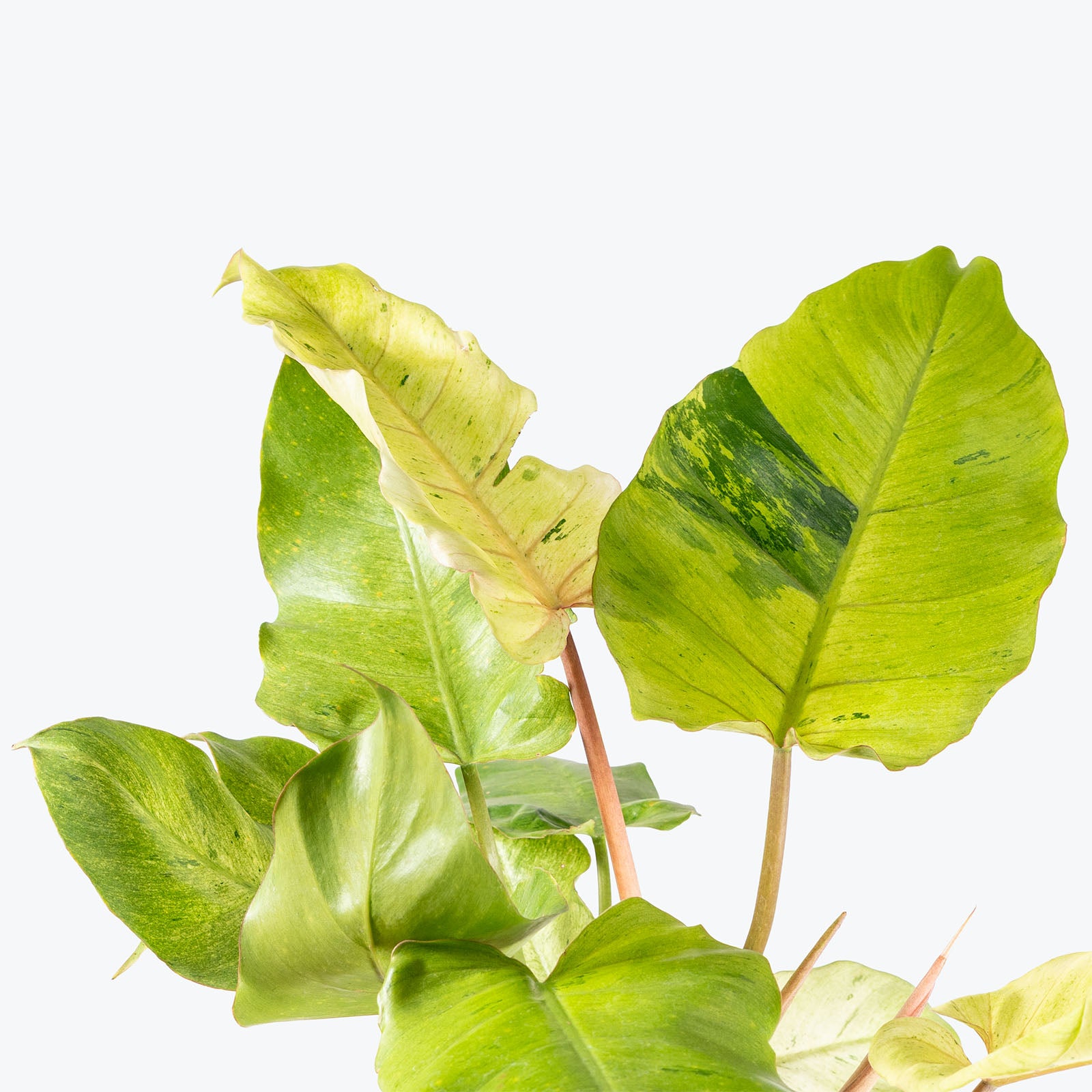 Philodendron Snowdrift Variegated | Care Guide and Pro Tips - Delivery from Toronto across Canada - JOMO Studio