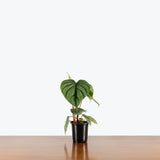 Philodendron sp Colombia — 4" Pot