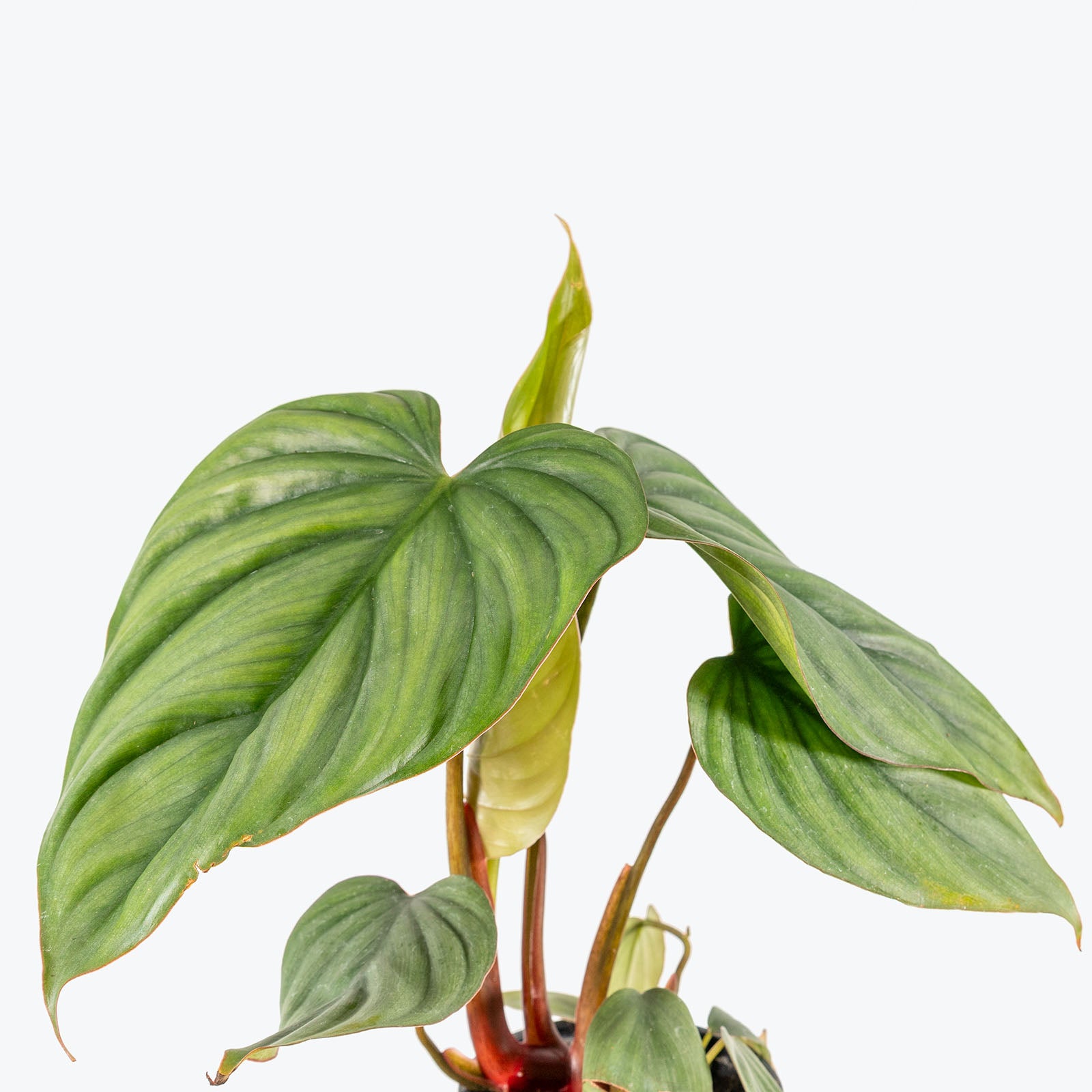 Philodendron sp Colombia | Care Guide and Pro Tips - Delivery from Toronto across Canada - JOMO Studio