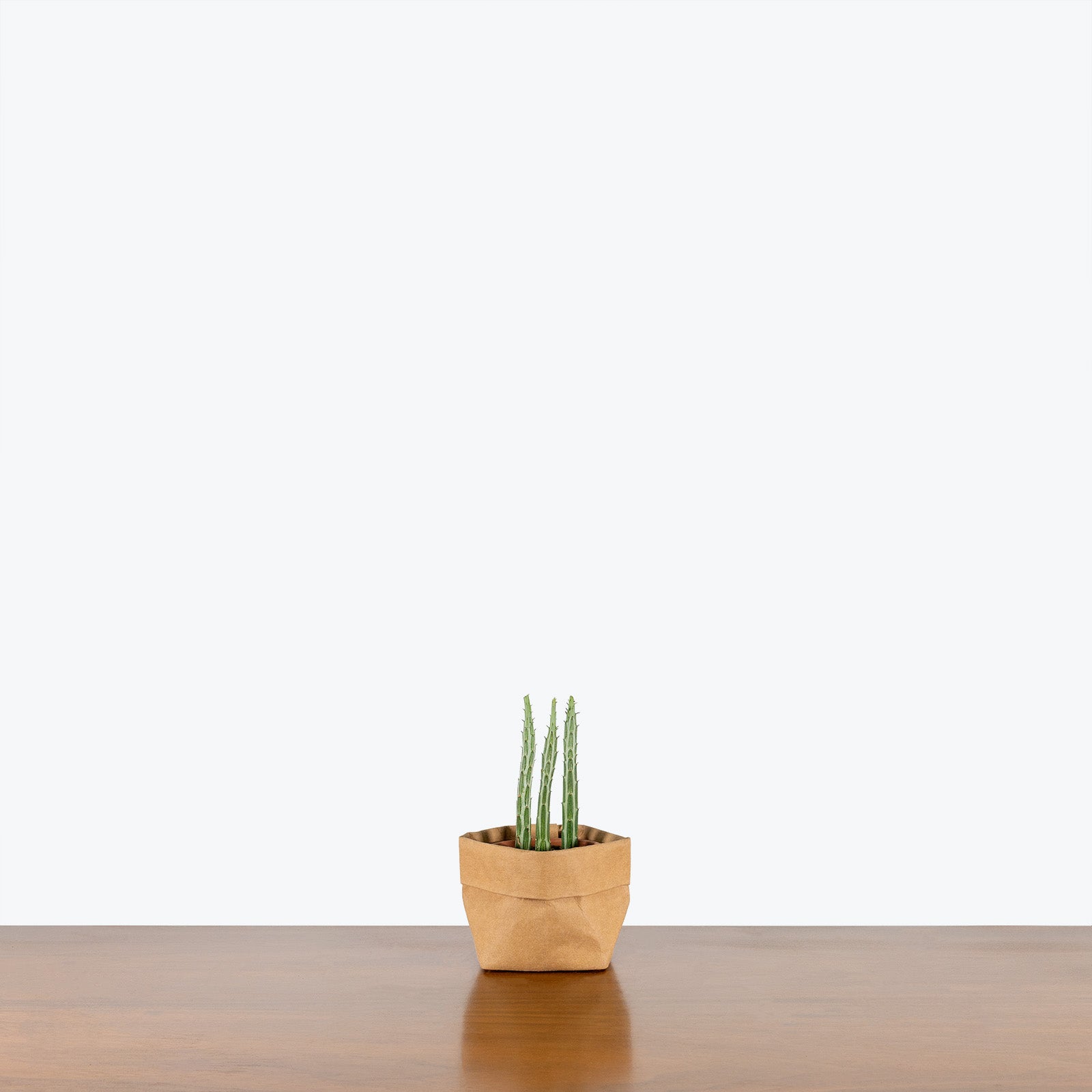 Pickle Cactus - Kleinia Stapeliiformis - House Plants Delivery Toronto - JOMO Studio