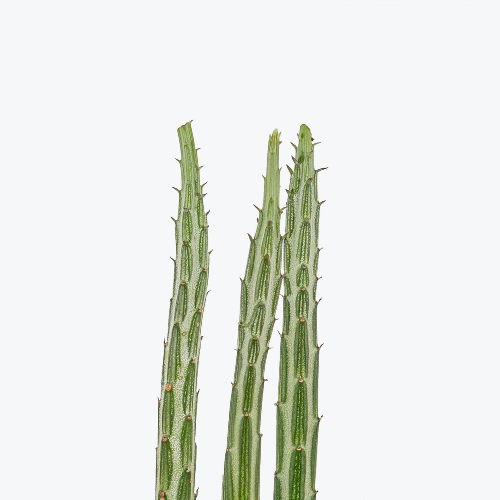 Pickle Cactus - Kleinia Stapeliiformis - House Plants Delivery Toronto - JOMO Studio