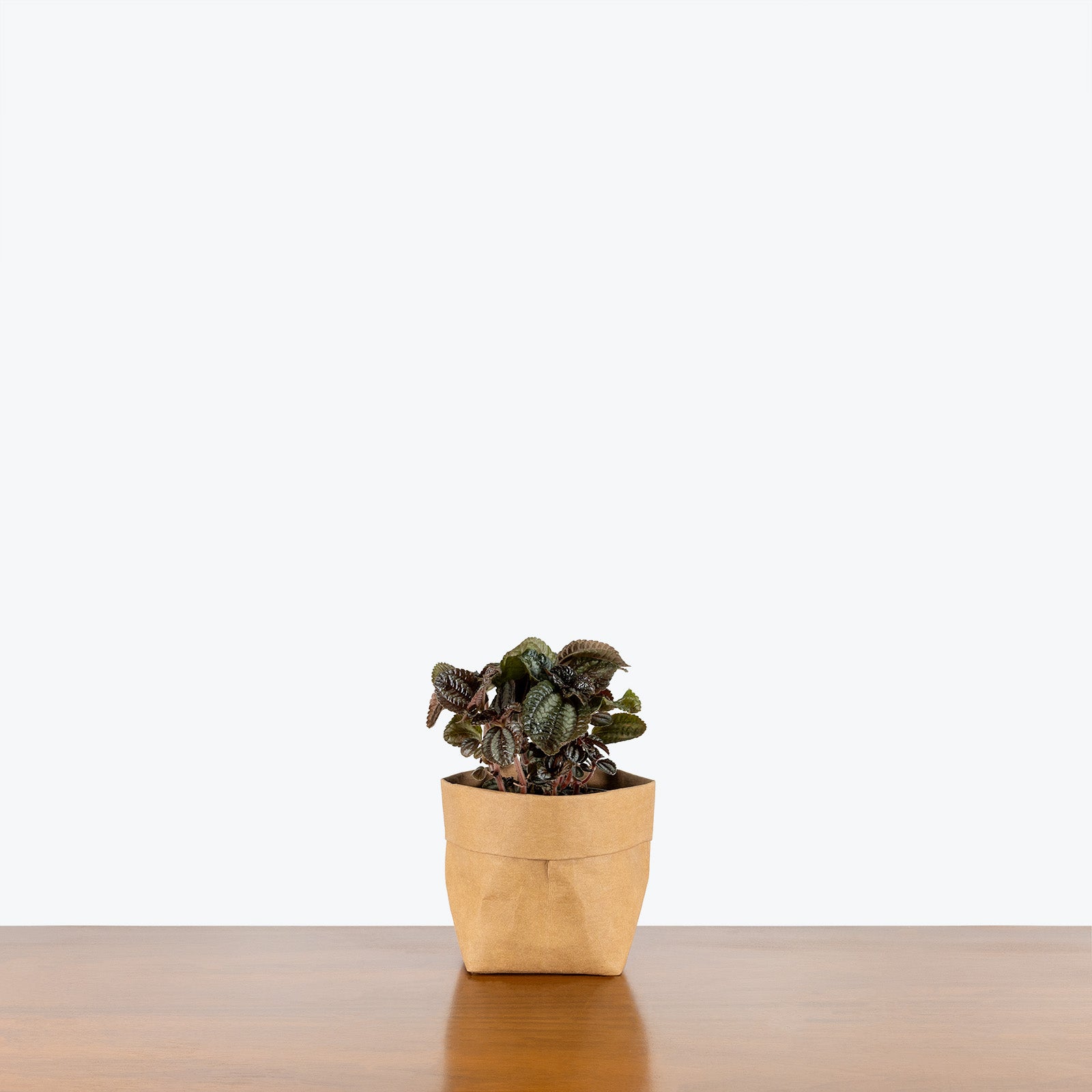 Pilea Bronze - House Plants Delivery Toronto - JOMO Studio