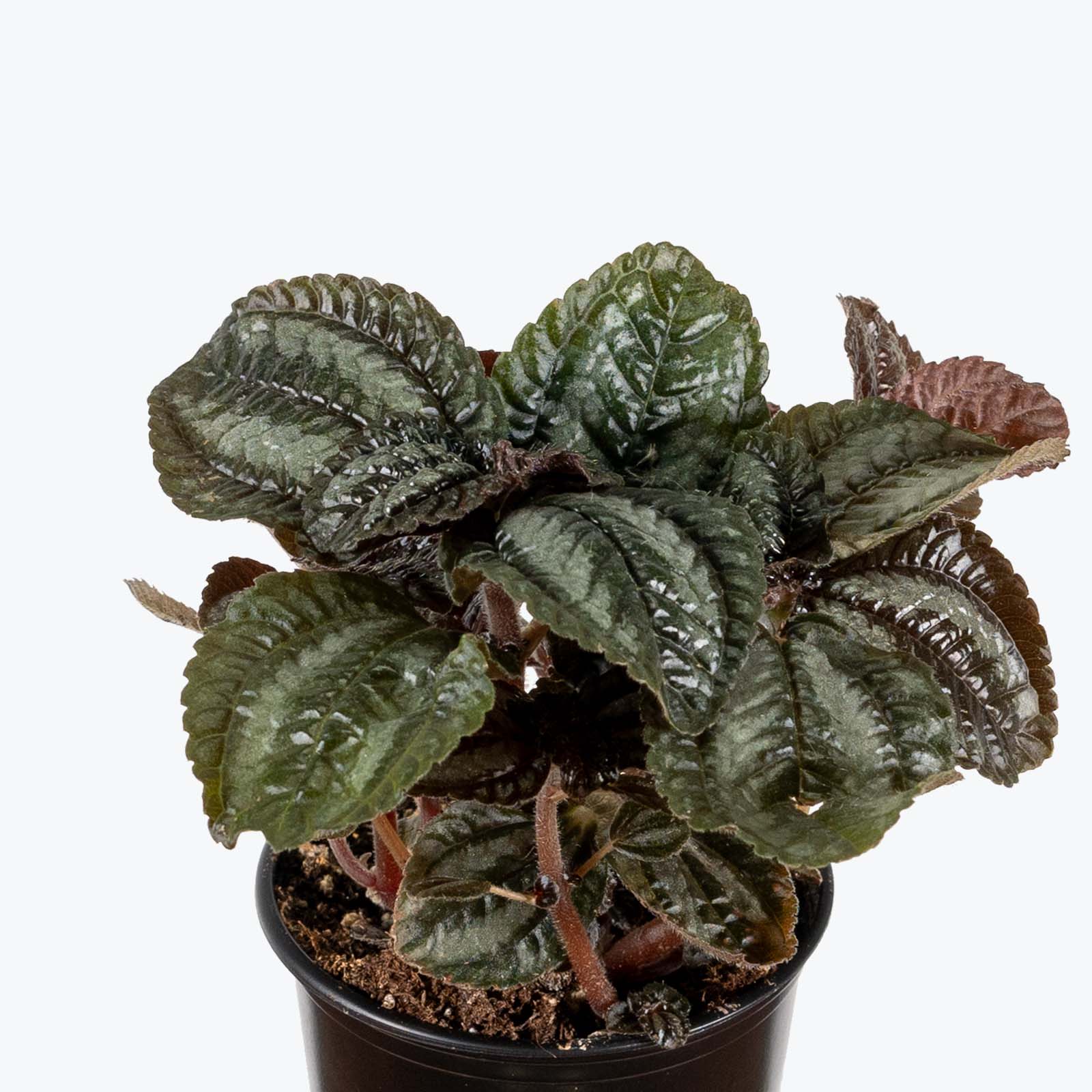 Pilea Bronze - House Plants Delivery Toronto - JOMO Studio