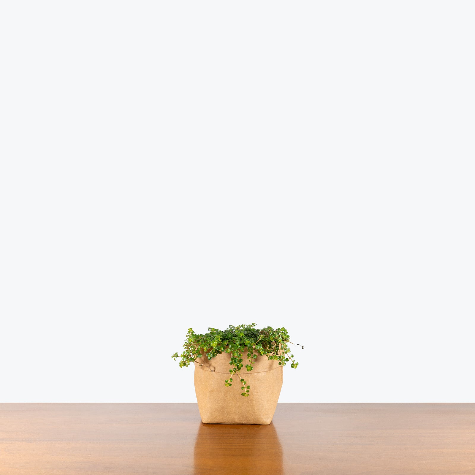 Pilea Depressa Sao Paulo | Care Guide and Pro Tips - Delivery from Toronto across Canada - JOMO Studio