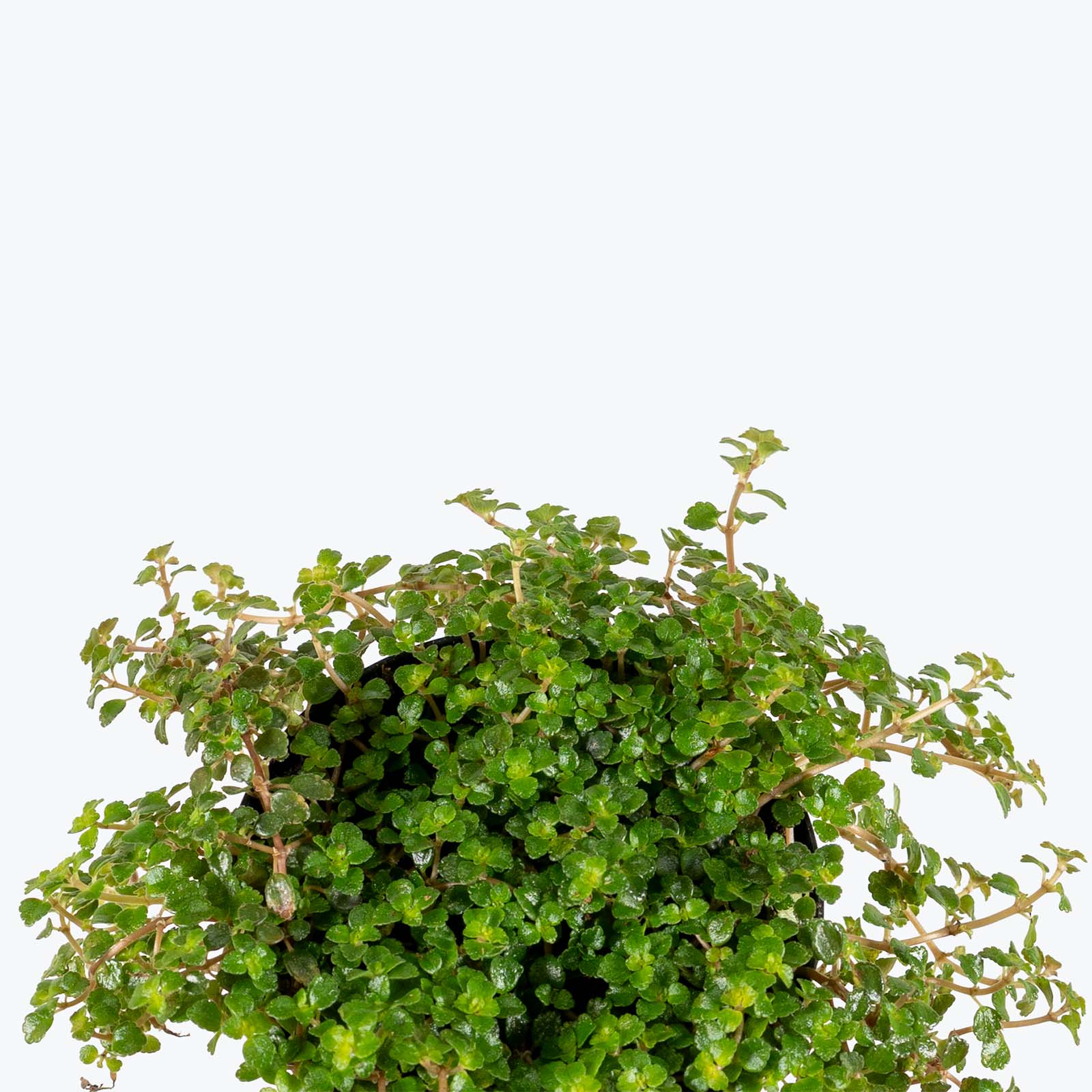 Pilea Depressa Sao Paulo | Care Guide and Pro Tips - Delivery from Toronto across Canada - JOMO Studio