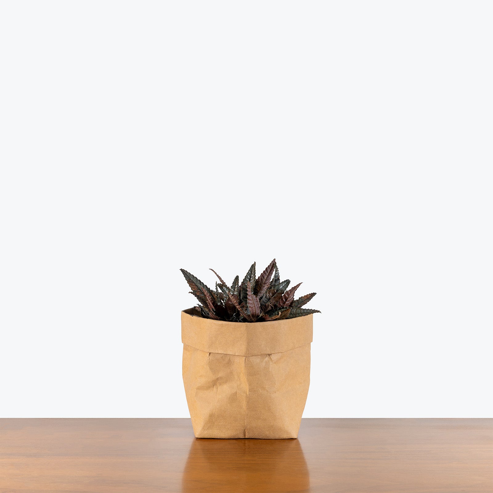 Pilea Hitchcockii Dark Mystery | Care Guide and Pro Tips - Delivery from Toronto across Canada - JOMO Studio