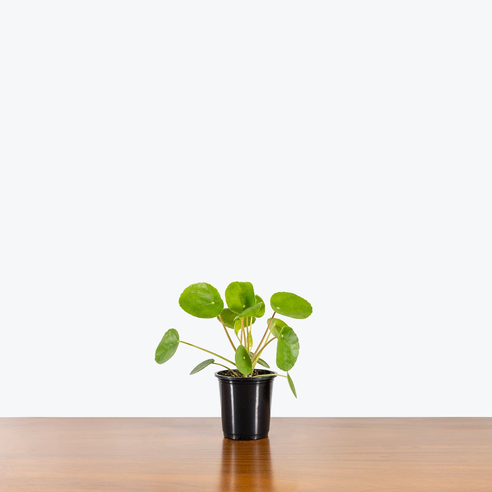 Houseplant 101 Workshop