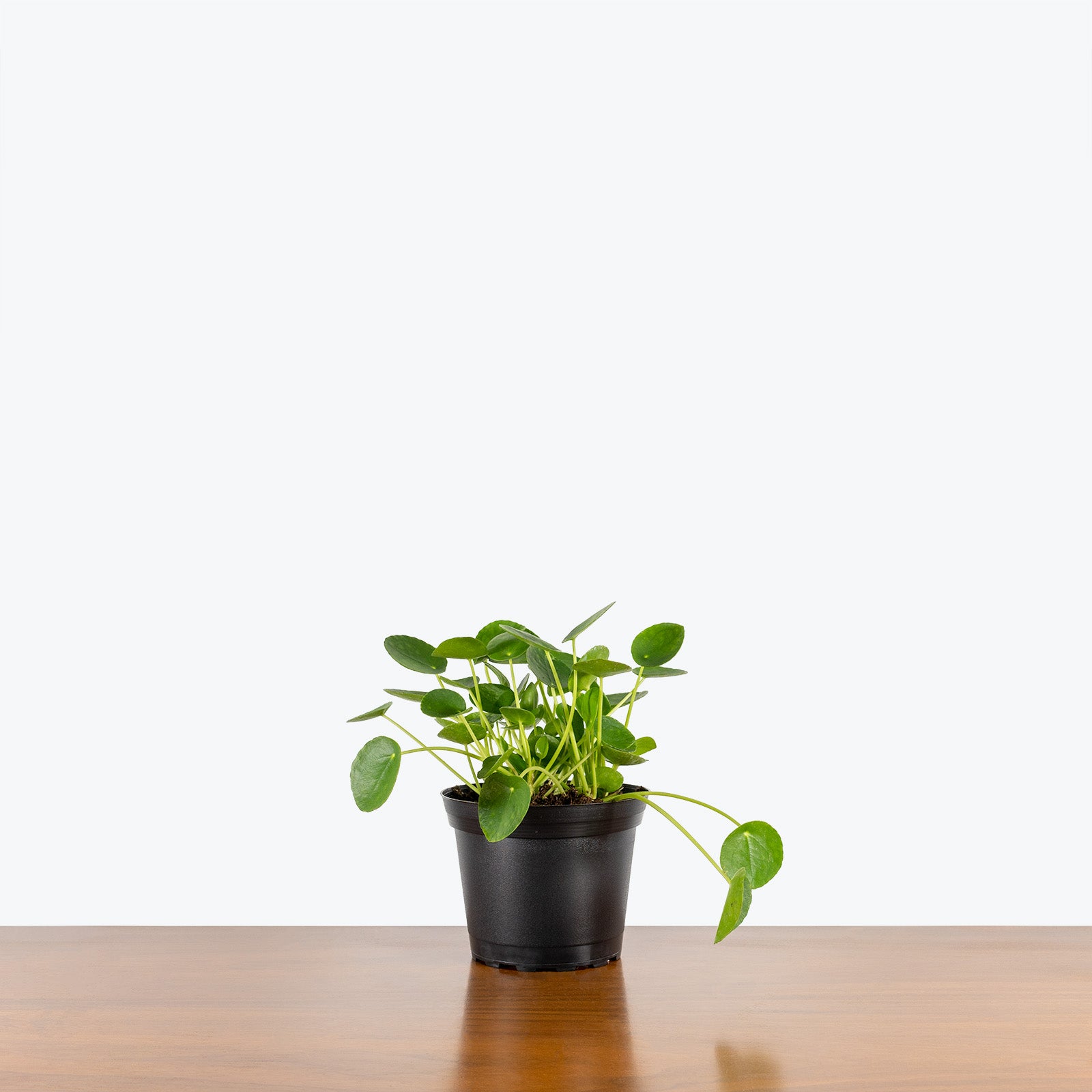 Pilea Peperomioides - House Plants Delivery Toronto - JOMO Studio