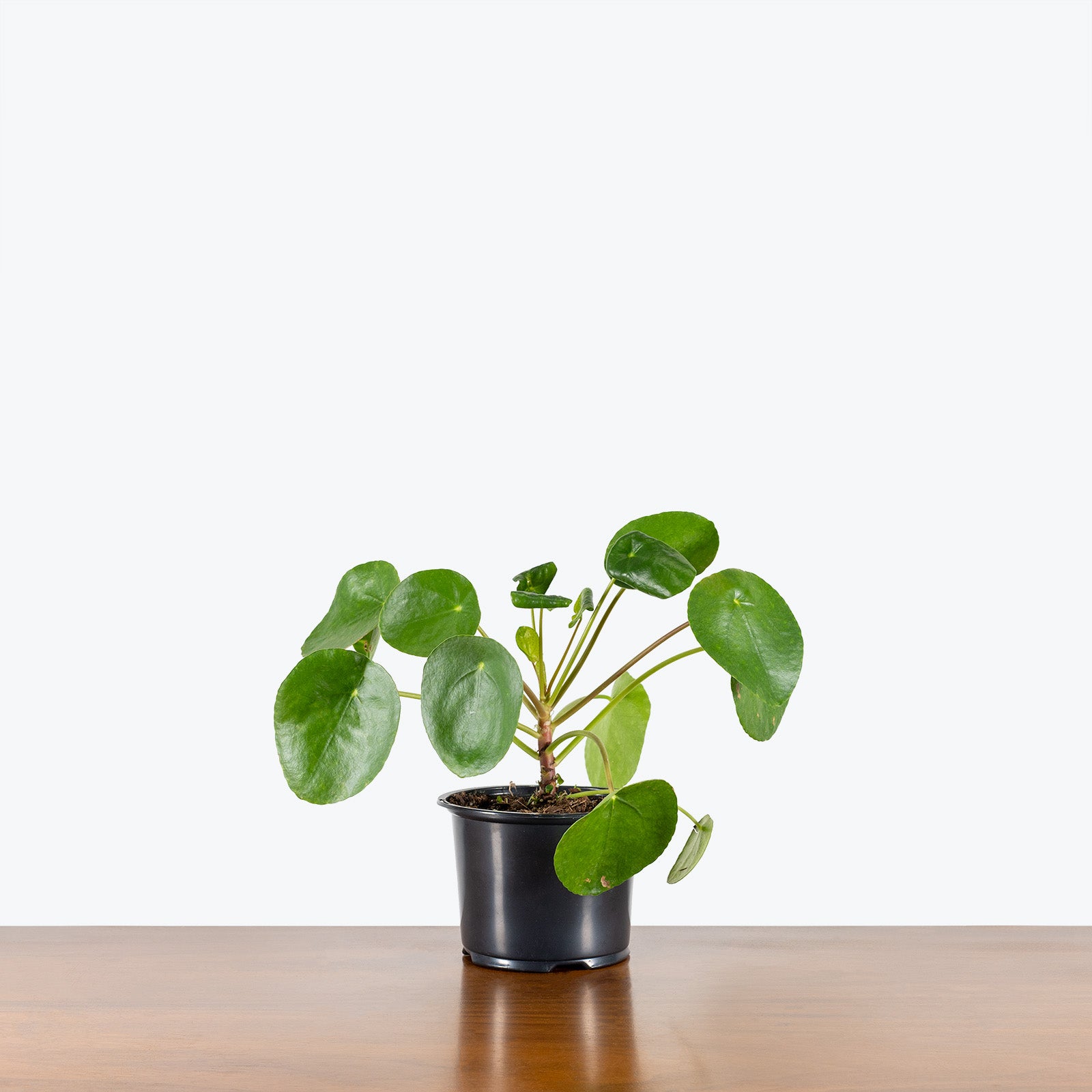 Pilea Peperomioides - House Plants Delivery Toronto - JOMO Studio