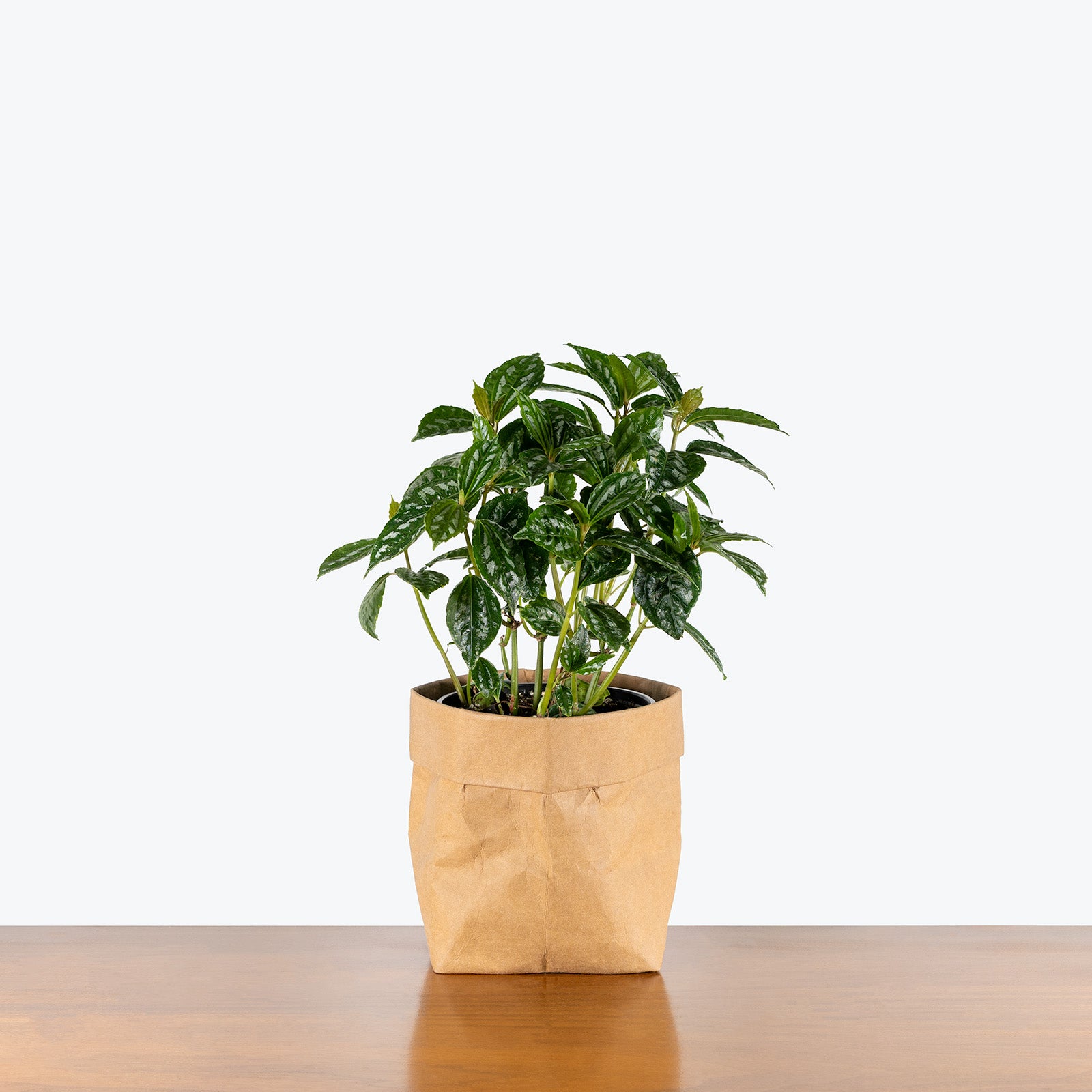Pilea Cadierei Aluminum Plant | Care Guide and Pro Tips - Delivery from Toronto across Canada - JOMO Studio