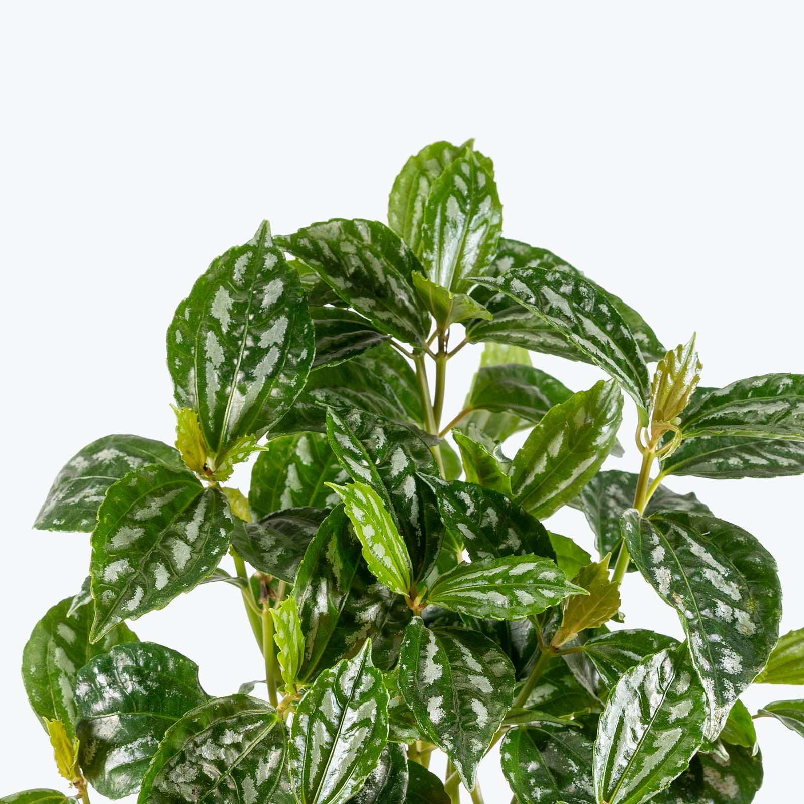 Pilea Cadierei Aluminum Plant | Care Guide and Pro Tips - Delivery from Toronto across Canada - JOMO Studio