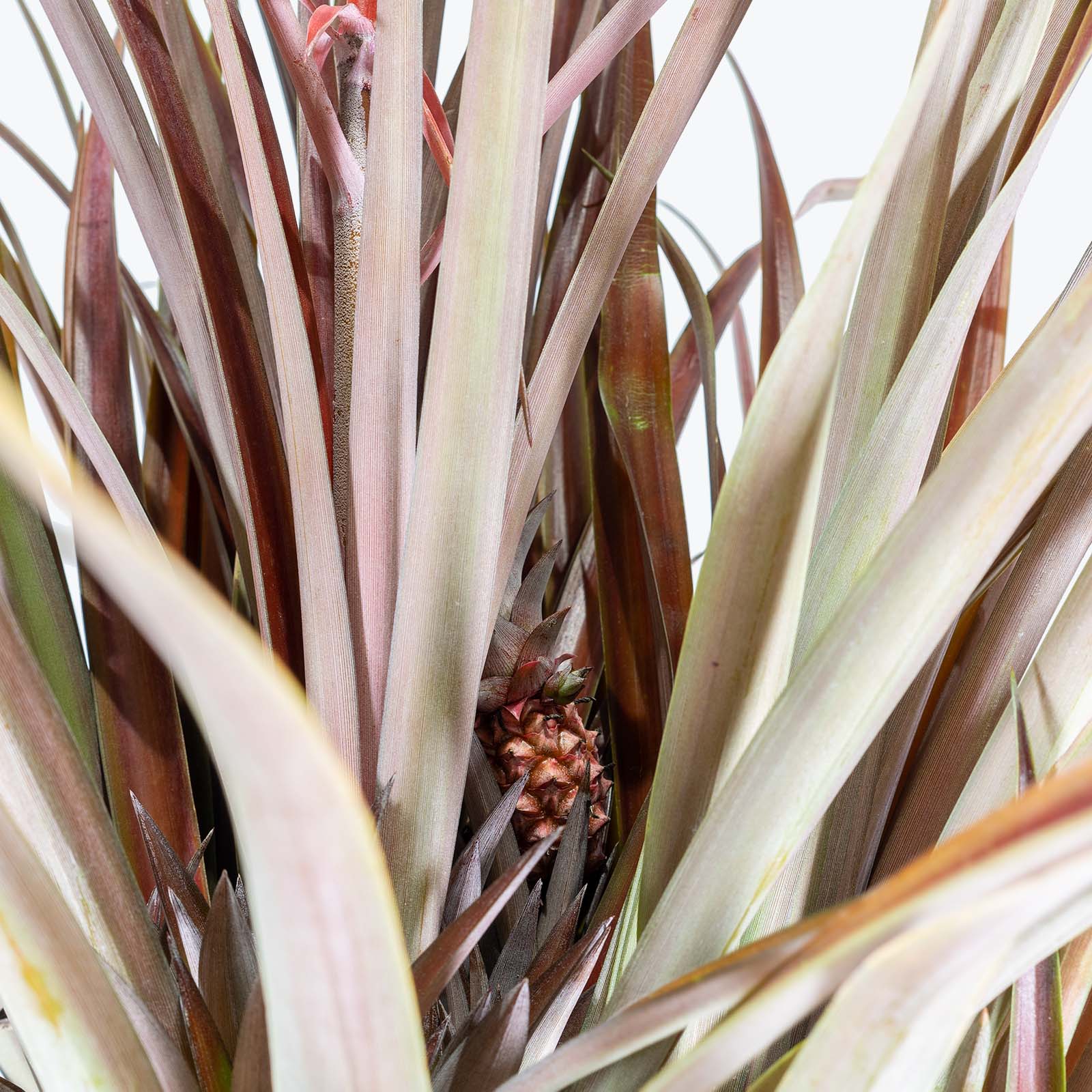 Pineapple Lava Flow - Ananas Comosus - House Plants Delivery Toronto - JOMO Studio