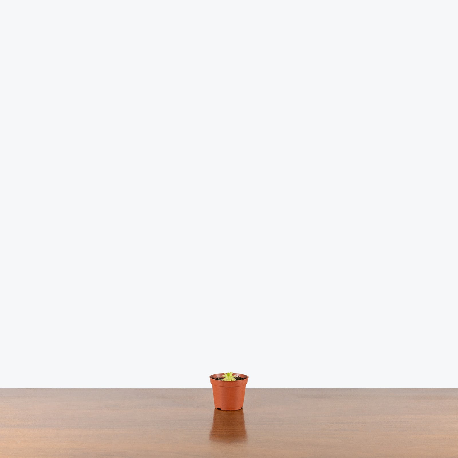 Pinguicula Agnata | Butterwort | Care Guide and Pro Tips - Delivery from Toronto across Canada - JOMO Studio