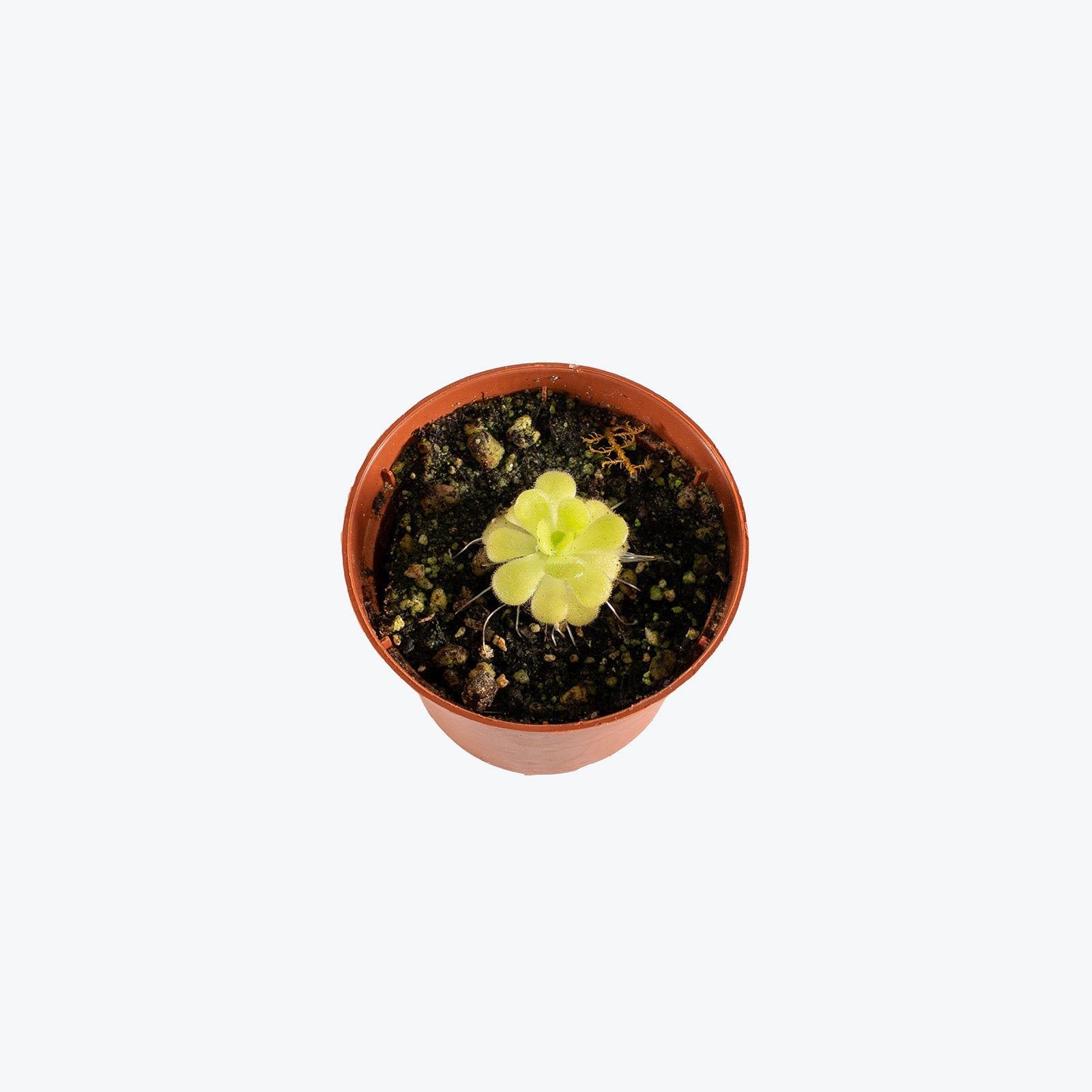 Pinguicula Agnata | Butterwort | Care Guide and Pro Tips - Delivery from Toronto across Canada - JOMO Studio