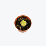 Pinguicula Agnata — 2.25" Pot