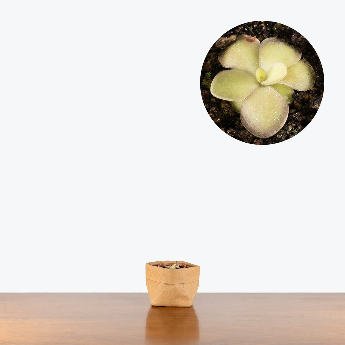Pinguicula Agnata El Lobo x Huahuapan | Butterwort | Care Guide and Pro Tips - Delivery from Toronto across Canada - JOMO Studio