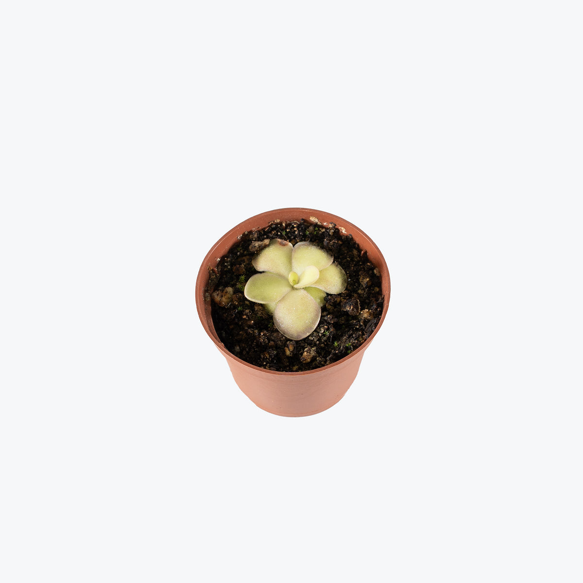 Pinguicula Agnata El Lobo x Huahuapan | Butterwort | Care Guide and Pro Tips - Delivery from Toronto across Canada - JOMO Studio