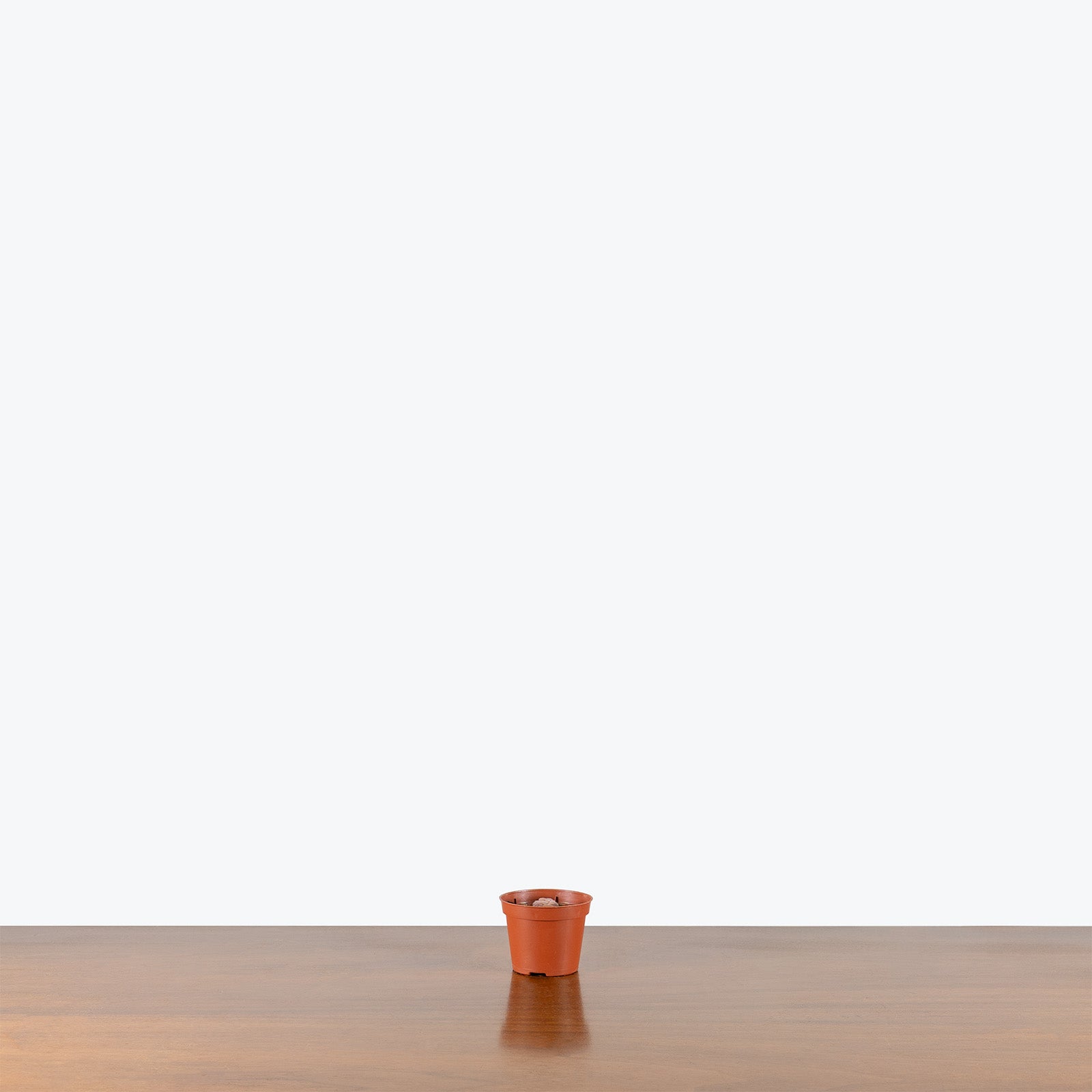 Pinguicula Agnata Red Leaf | Butterwort | Care Guide and Pro Tips - Delivery from Toronto across Canada - JOMO Studio