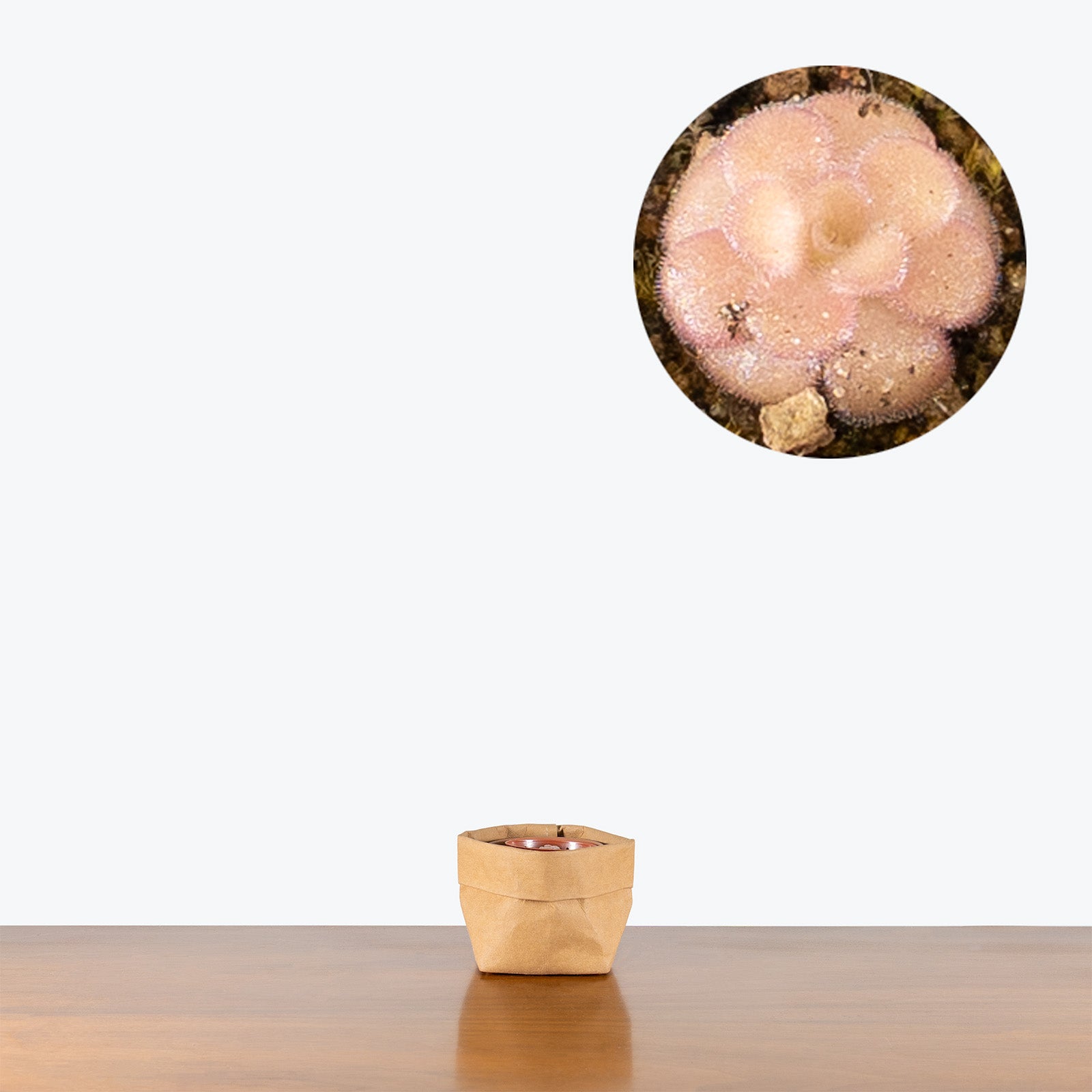 Pinguicula Agnata Red Leaf | Butterwort | Care Guide and Pro Tips - Delivery from Toronto across Canada - JOMO Studio