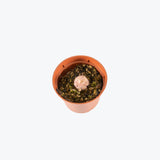 Pinguicula Agnata Red Leaf — 2.25" Pot