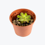 Pinguicula Agnata True Blue — 2.25" Pot (smaller than picture)
