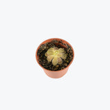 Pinguicula Agnata x Ehlersiae — 2.25" Pot