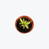 Pinguicula Agnata x Moctezumae — 2.25" Pot