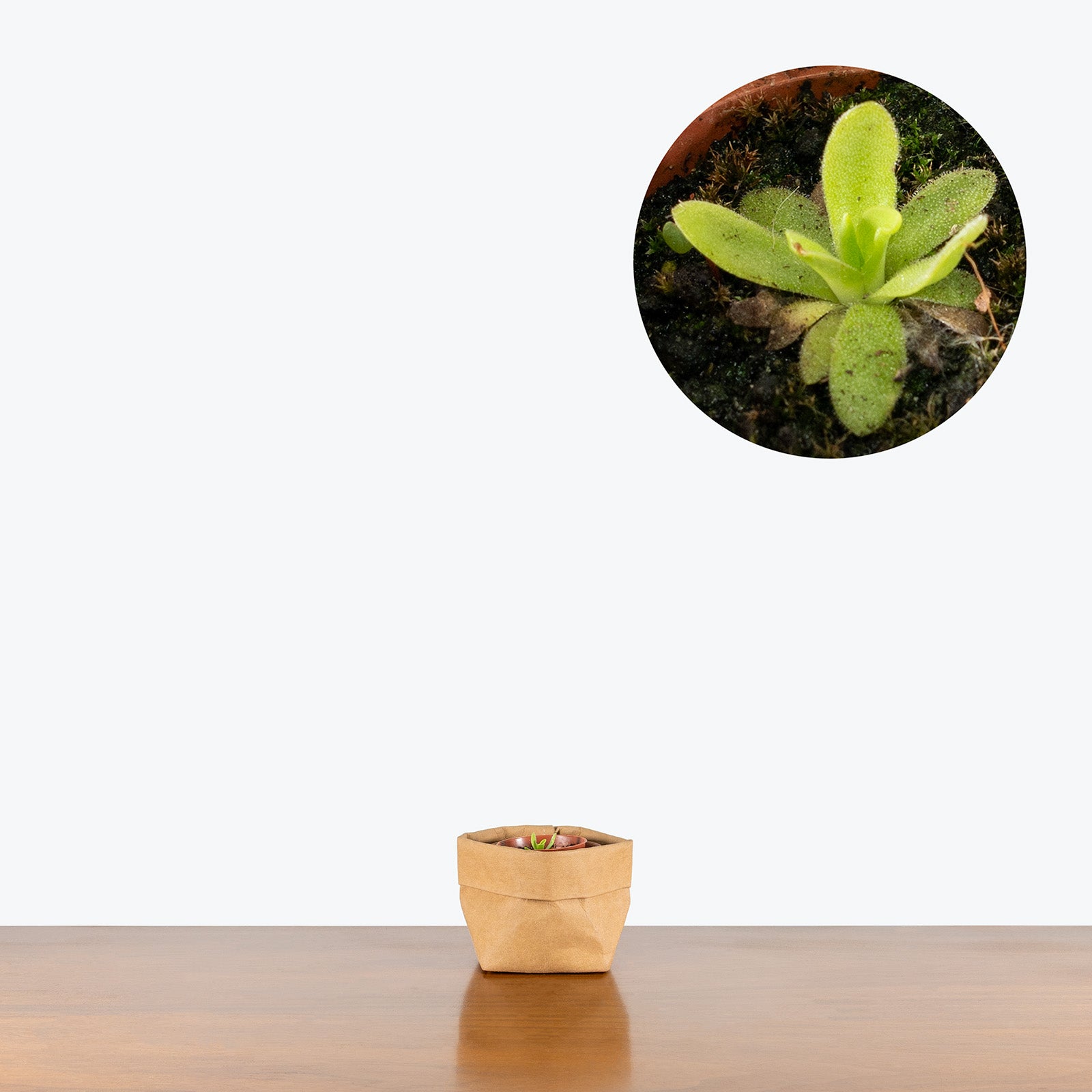 Pinguicula Aphrodite | Butterwort | Care Guide and Pro Tips - Delivery from Toronto across Canada - JOMO Studio