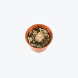 Pinguicula Blush — 2.25" Pot