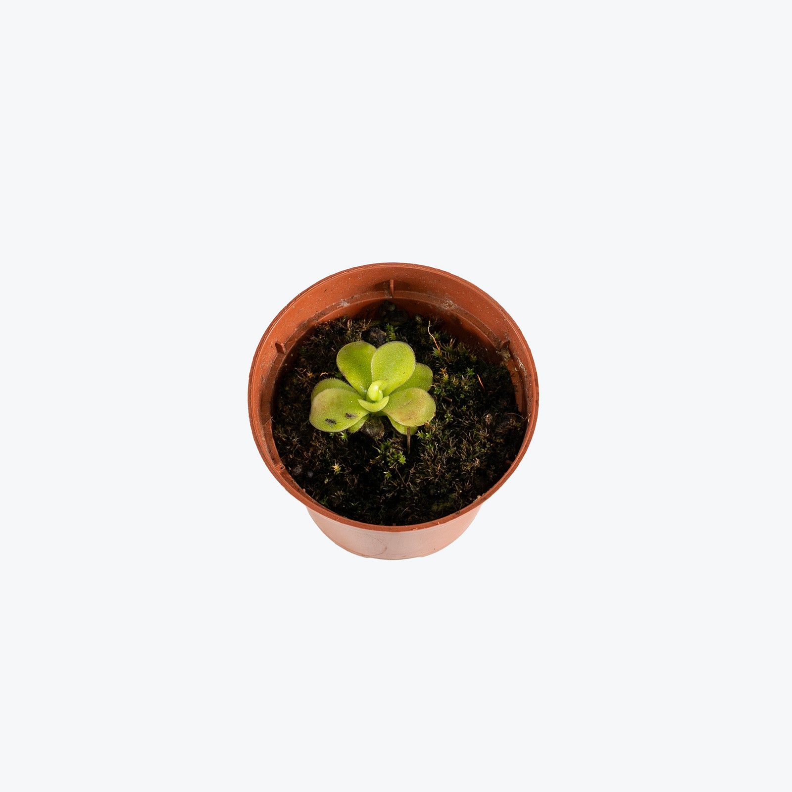 Pinguicula Bugbane | Butterwort | Care Guide and Pro Tips - Delivery from Toronto across Canada - JOMO Studio