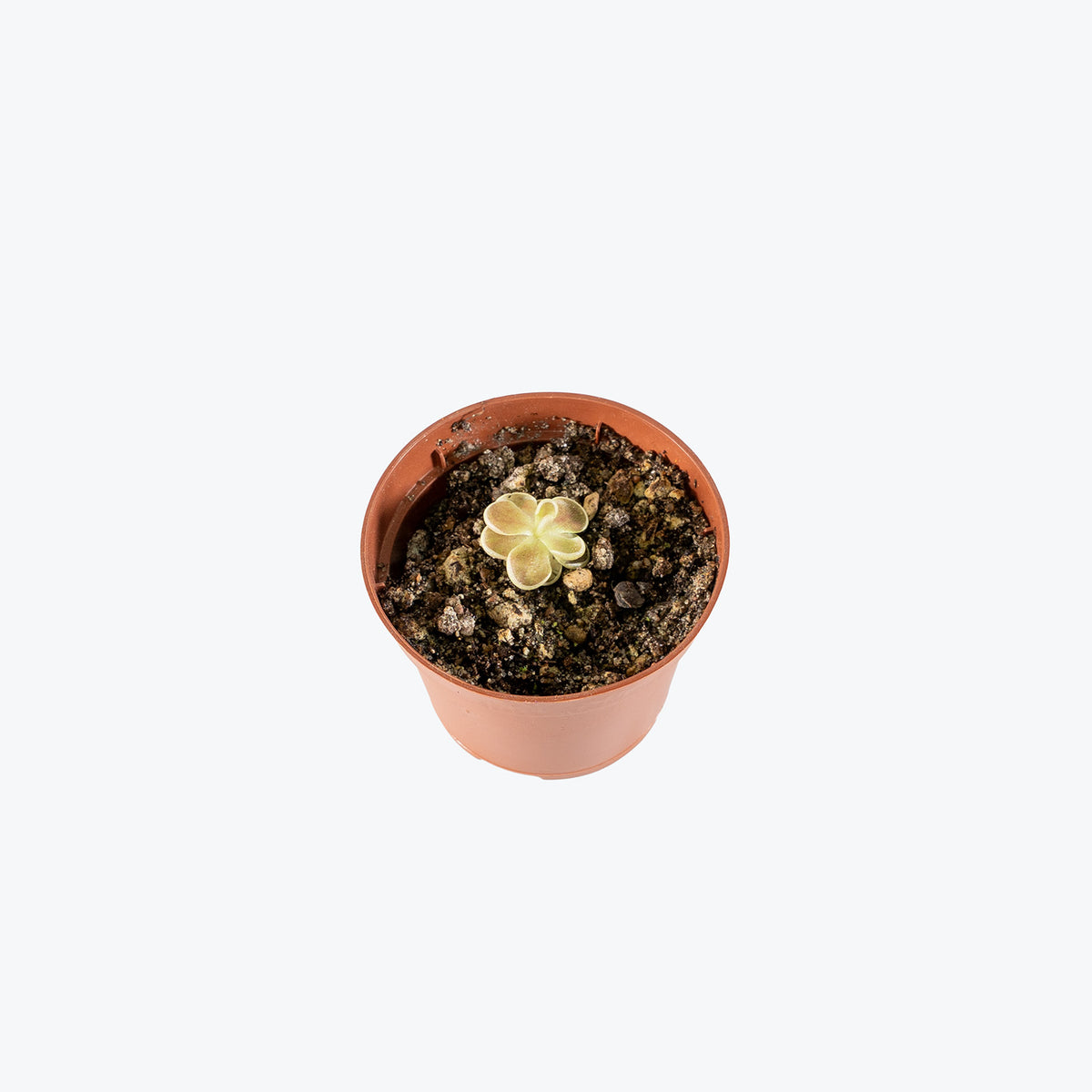 Pinguicula Debbertiana Metallic Purple | Butterwort | Care Guide and Pro Tips - Delivery from Toronto across Canada - JOMO Studio