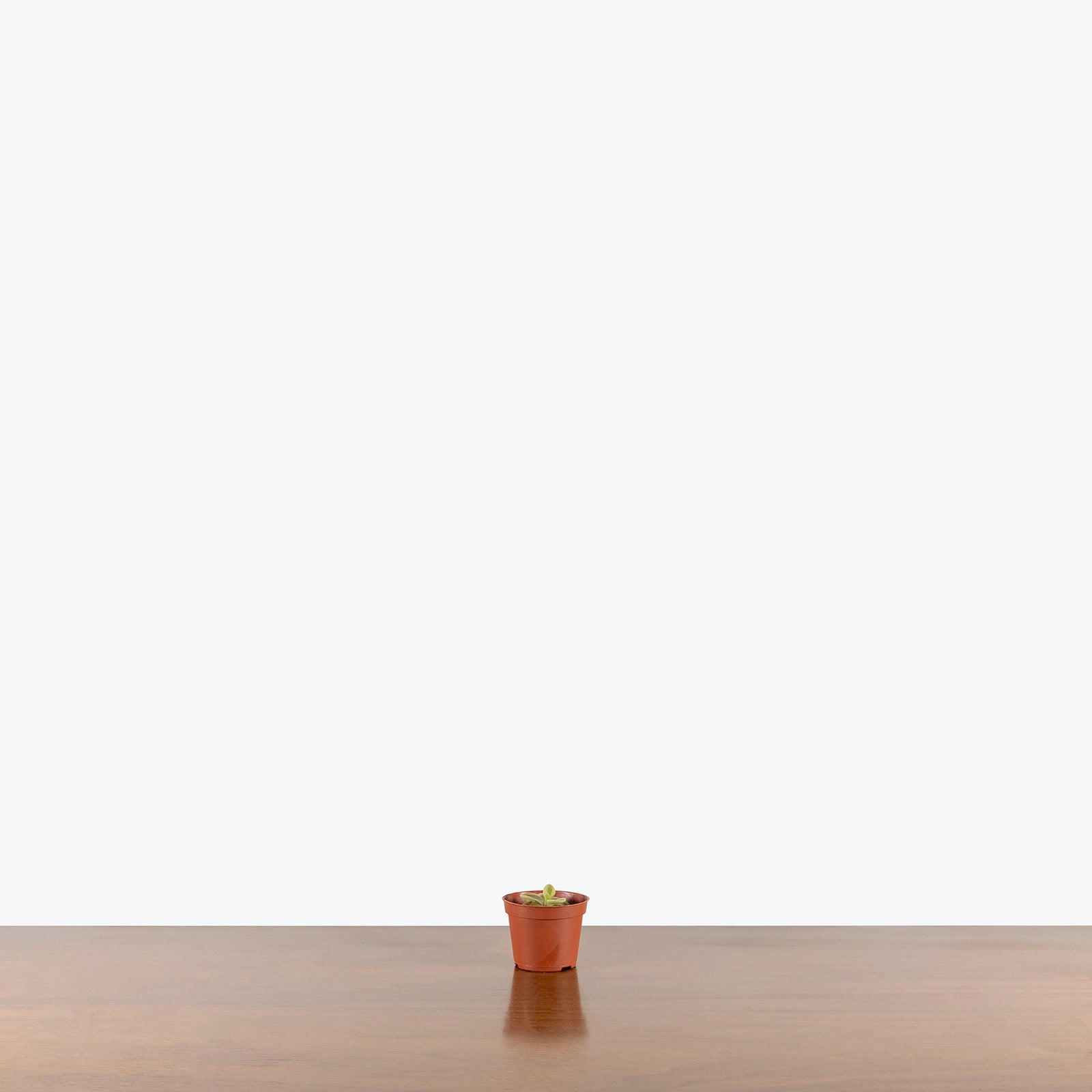 Pinguicula Emarginata x Jaumavensis | Butterwort | Care Guide and Pro Tips - Delivery from Toronto across Canada - JOMO Studio