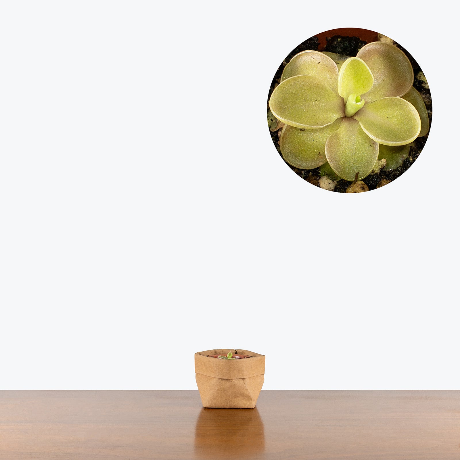 Pinguicula Emarginata x Jaumavensis | Butterwort | Care Guide and Pro Tips - Delivery from Toronto across Canada - JOMO Studio