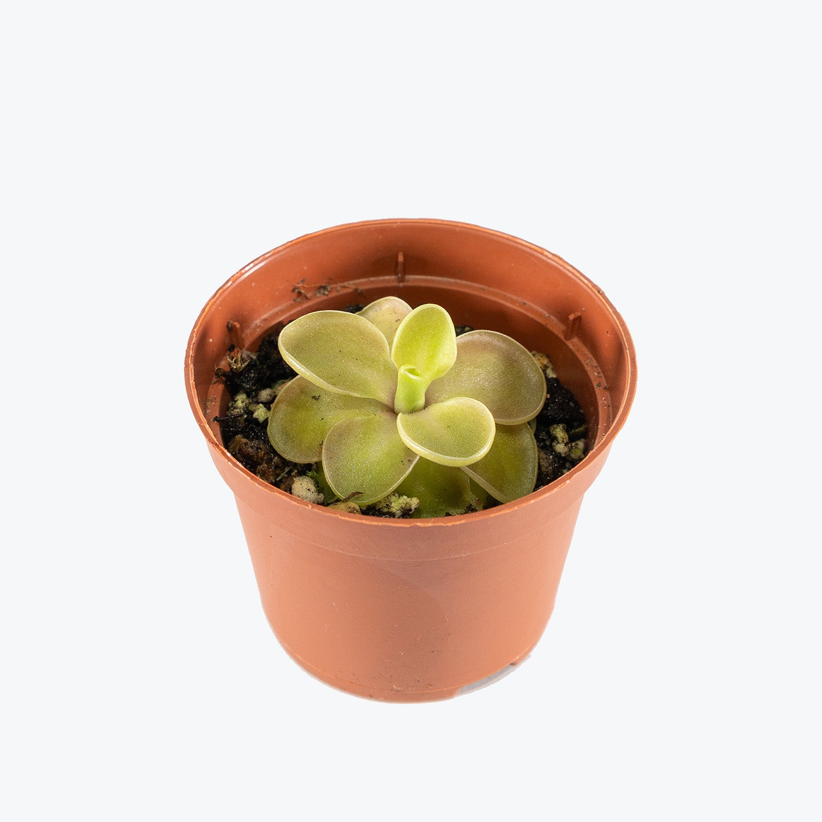 Pinguicula Emarginata x Jaumavensis | Butterwort | Care Guide and Pro Tips - Delivery from Toronto across Canada - JOMO Studio