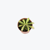 Pinguicula Emarginata x Moctezumae — 2.25" Pot