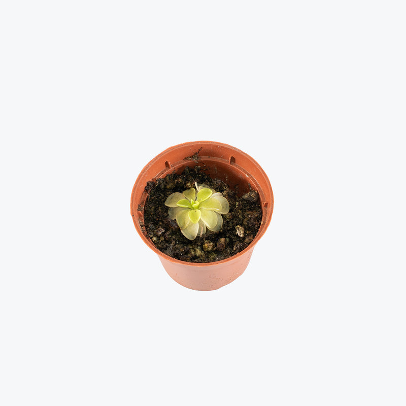 Pinguicula Emarginata x Weser | Exotic Carnivorous Butterwort Plants for Delivery | Care Guide and Pro Tips
