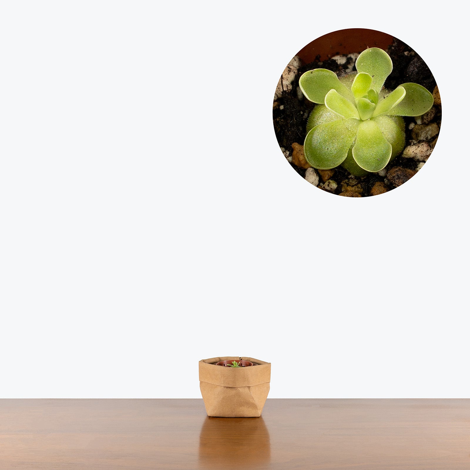 Pinguicula Esseriana | Butterwort | Care Guide and Pro Tips - Delivery from Toronto across Canada - JOMO Studio