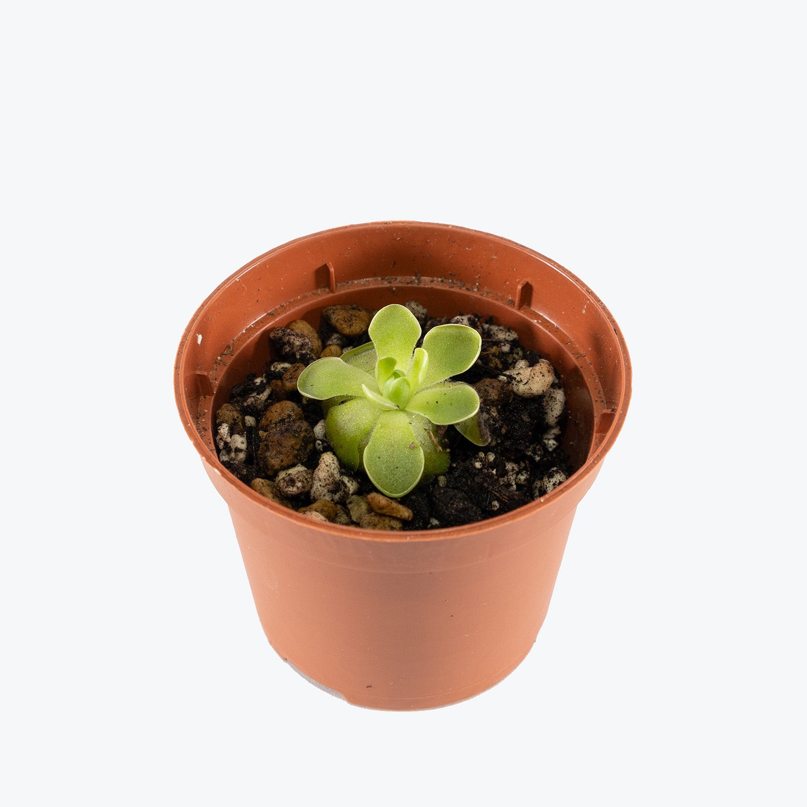 Pinguicula Esseriana | Butterwort | Care Guide and Pro Tips - Delivery from Toronto across Canada - JOMO Studio
