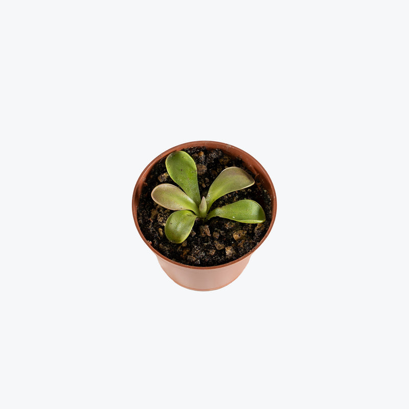 Pinguicula Esseriana x Potosiensis | Exotic Carnivorous Butterwort Plants for Delivery | Care Guide and Pro Tips