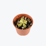 Pinguicula Gigantea x Libelulita — 2.25" Pot