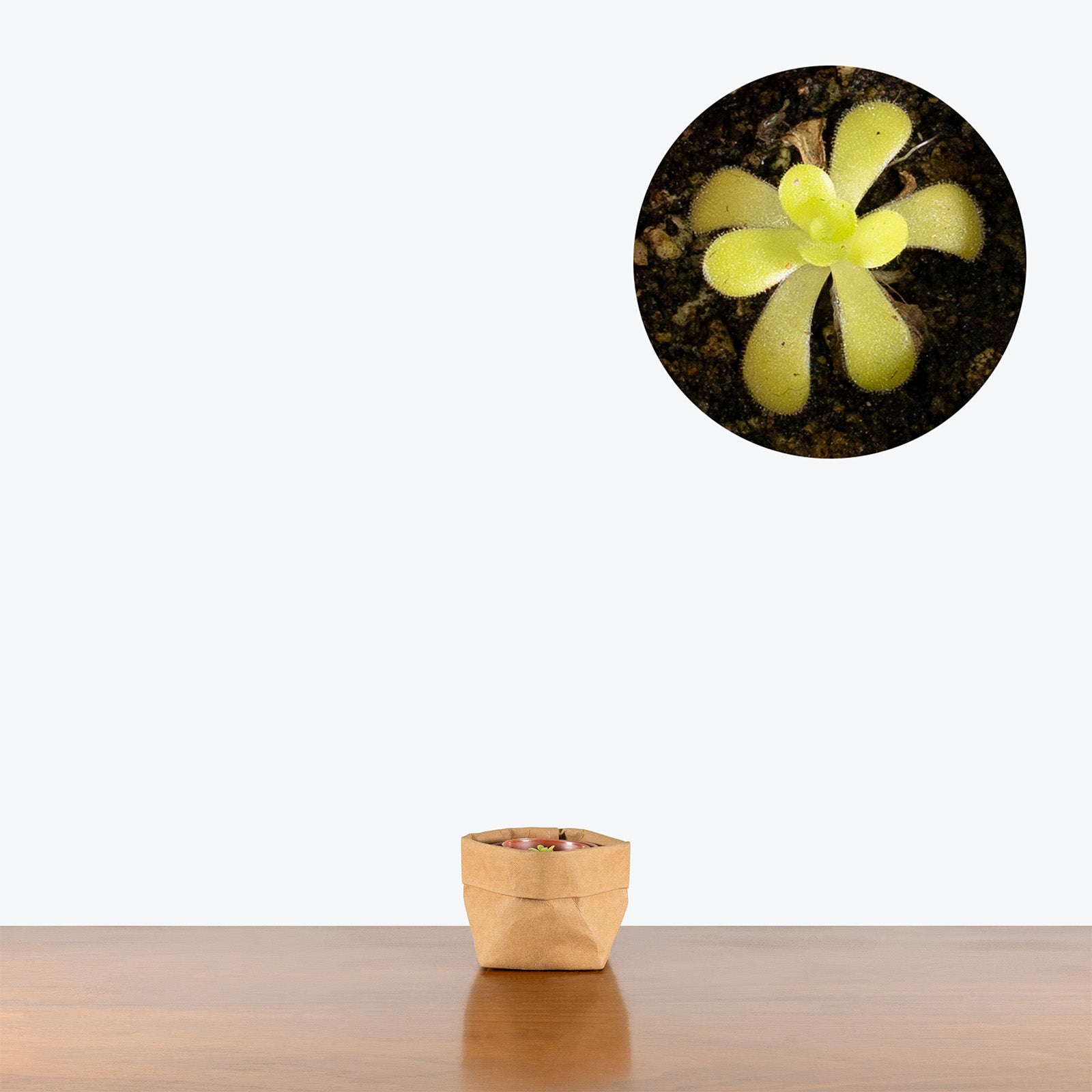 Pinguicula Gigantea x Moctezumae | Butterwort | Care Guide and Pro Tips - Delivery from Toronto across Canada - JOMO Studio