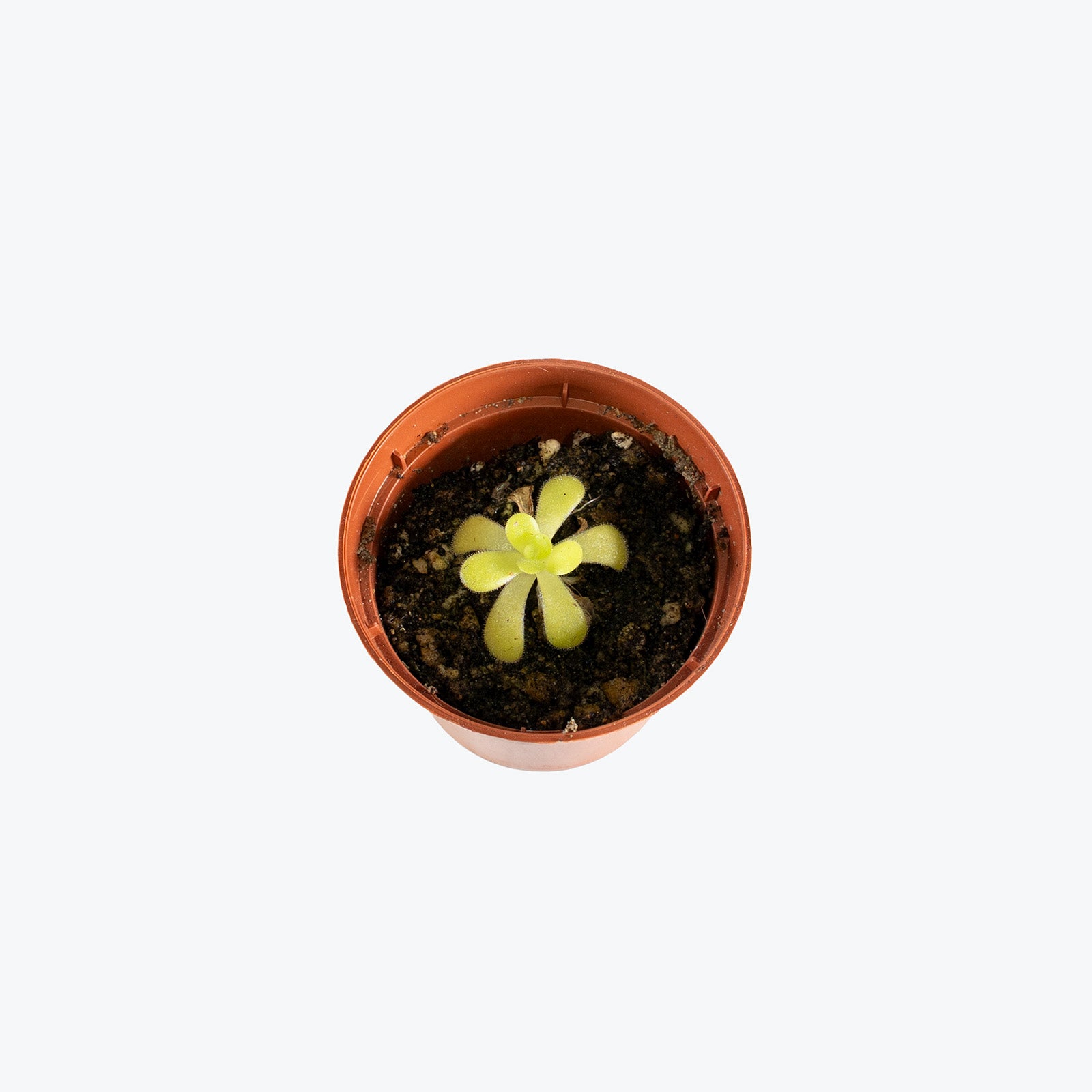 Pinguicula Gigantea x Moctezumae | Butterwort | Care Guide and Pro Tips - Delivery from Toronto across Canada - JOMO Studio