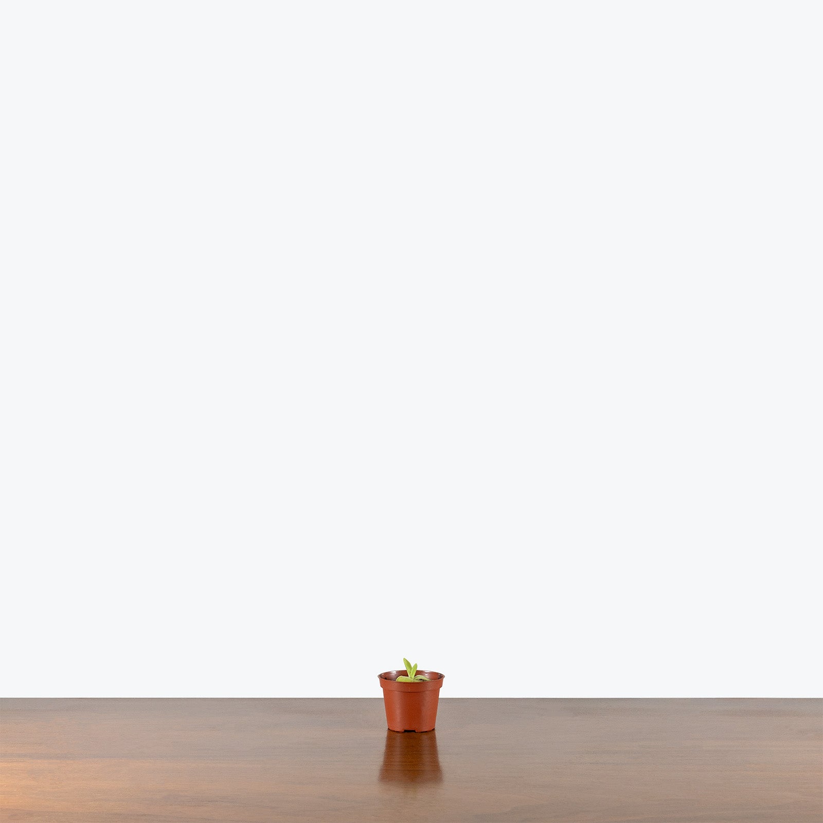 Pinguicula Gina | Butterwort | Care Guide and Pro Tips - Delivery from Toronto across Canada - JOMO Studio