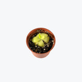 Pinguicula Gina — 2.25" Pot